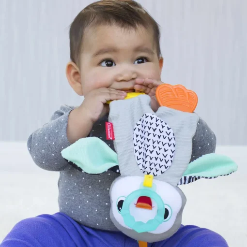 Dentaruolo Pinguino