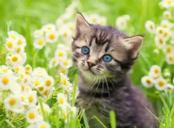 Ravensburger Puzzle Gattino Nel Prato, 500 Pezzi, Puzzle Adulti