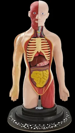 Torso Umano