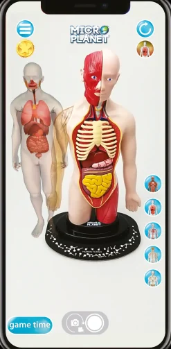 Torso Umano